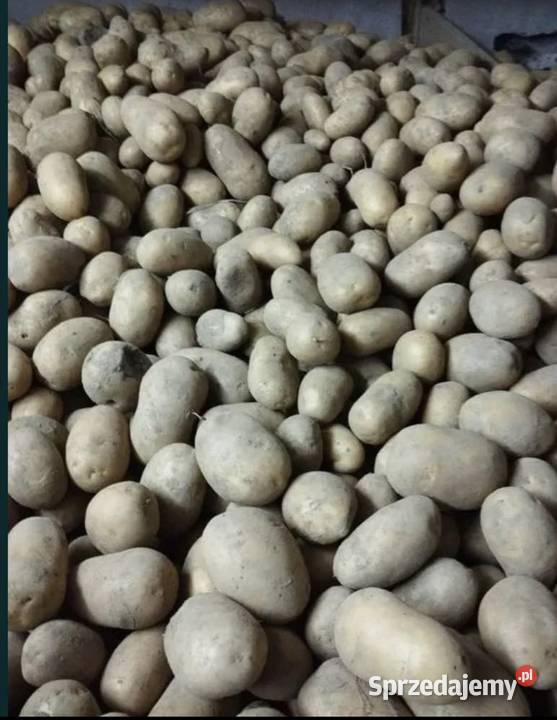 Ziemniaki paszowe drobne sortowaniu