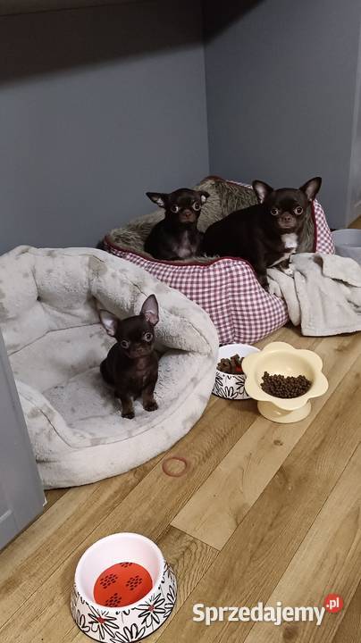 Chihuahau czekoladowy mazowieckie Warszawa