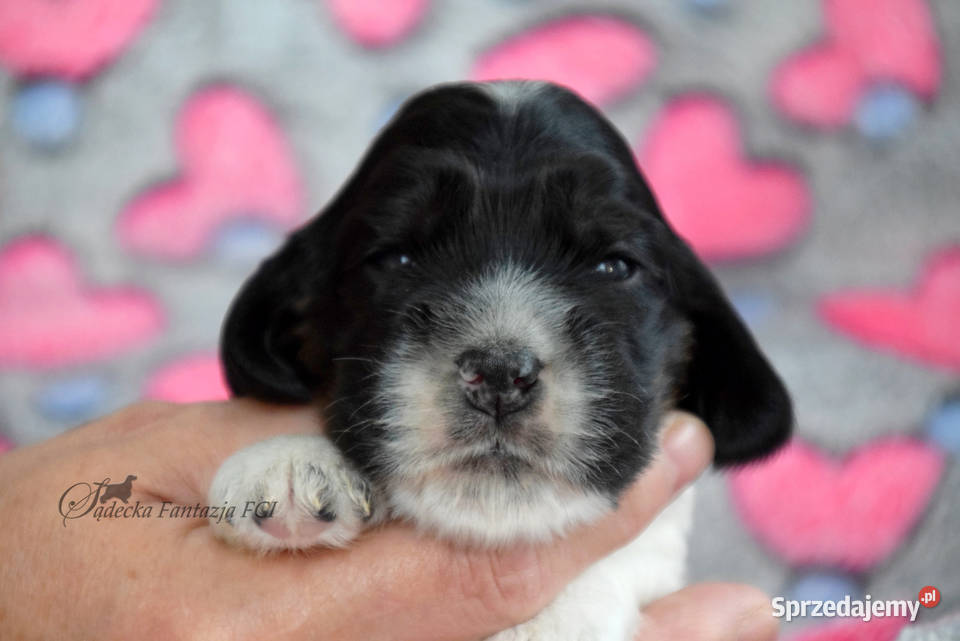 Cocker Spaniel Angielski szczenięta ZKwP Nowy Sącz