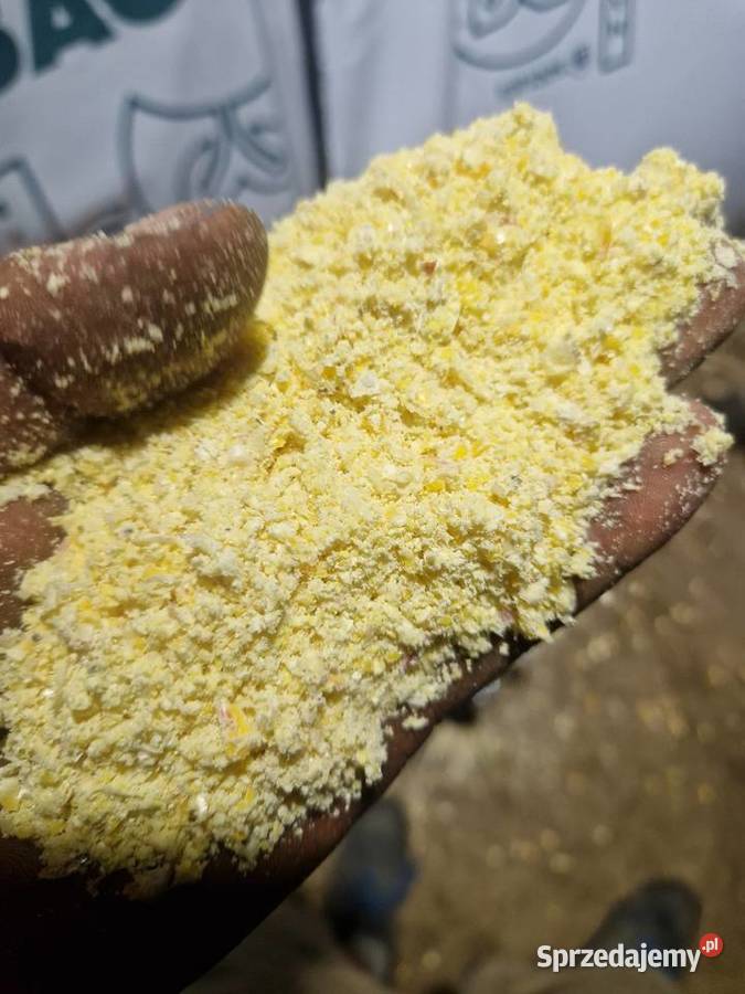 Usługi śrutowania Zbórz ziarna kukurydzy