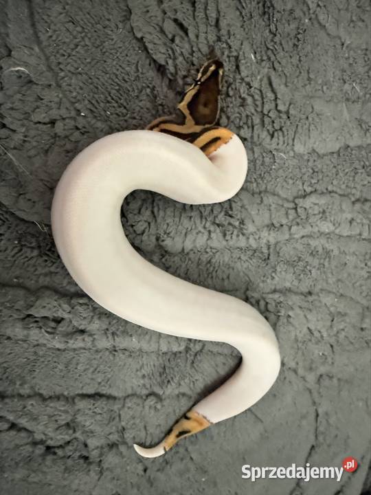 Pythony królewskie Piebald het clown dolnośląskie