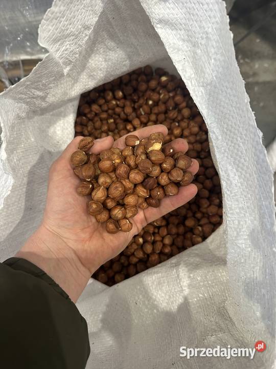 Jadro orzecha laskowego 1315 mm Gruzja Bakalie, orzechy sprzedam