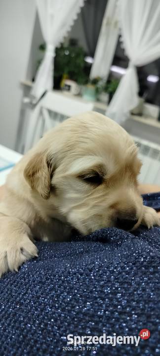 Golden retriever szczenięta