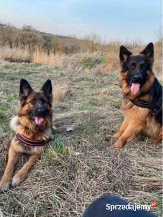 Owczarek Niemiecki Szczeniaki