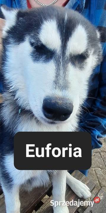 Szczeniaki syberiany husky Zwierzęta Reda sprzedam