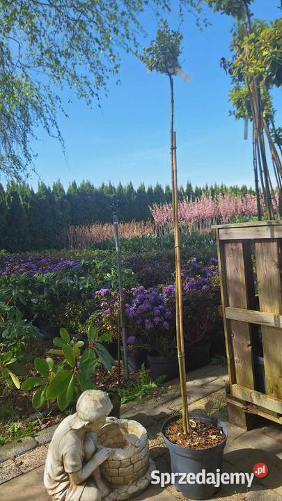 Trzmielina Pa Detal 80 Liściaste Grójec