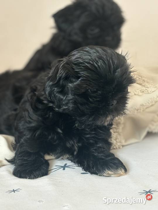 Shih tzu gotowe do odbioru dolnośląskie Żmigród