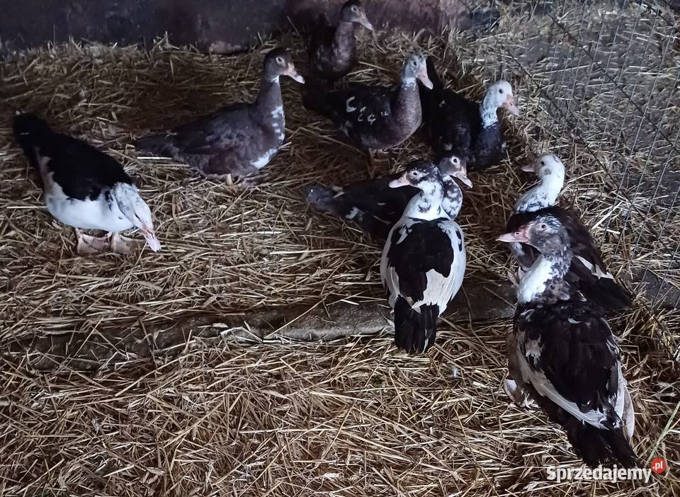 Sprzedam Kaczki Francuskie Zbiersk-Cukrownia sprzedam