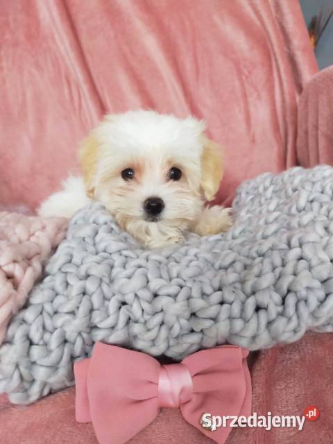 Słodka księżniczka Maltipoo Pudel Toy i Warszawa