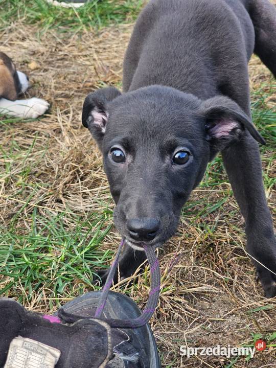 Chart Angielski Whippet FCI gotowe do odbioru Pozostałe opolskie Lubnów