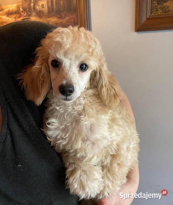 Pudel toy suczka morelowa Wyszków