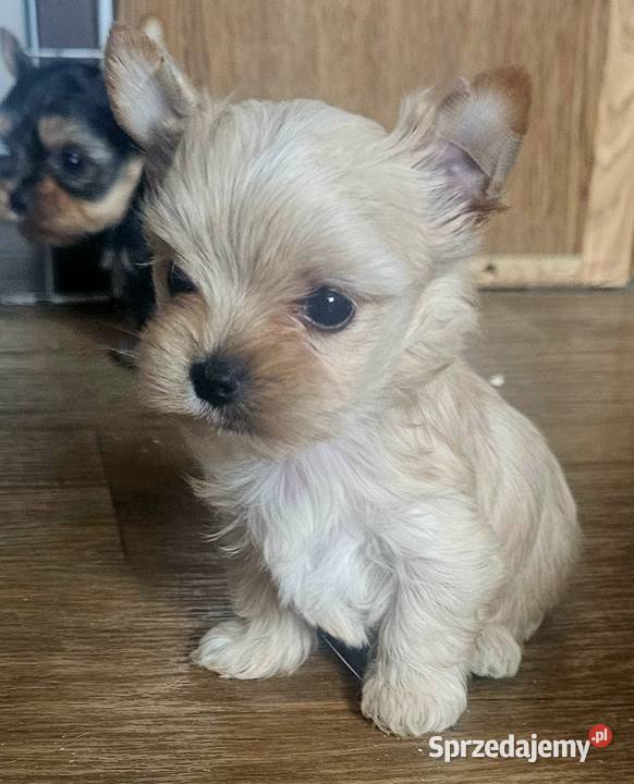 Yoreczka Przepiękna dziewczynka Golddust Częstochowa