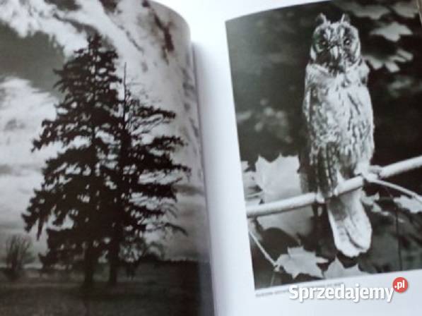 Włodzimierz Puchalski Bezkrwawe łowy przyroda Łódź