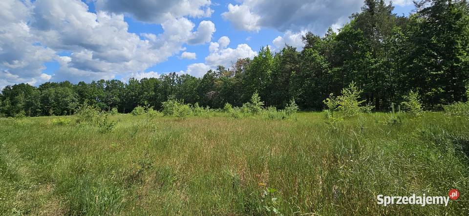Działka budowlana 1000M2 WZ BRZÓZA Sprzedaż Brzóza