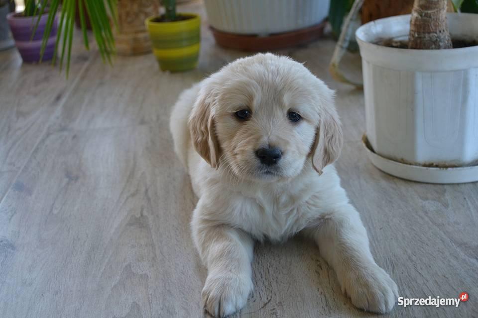 Golden Retriever Psy Tarnów