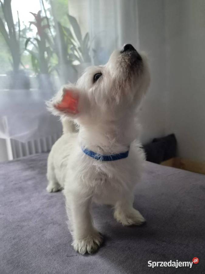 West Highland White Terrier Ustka