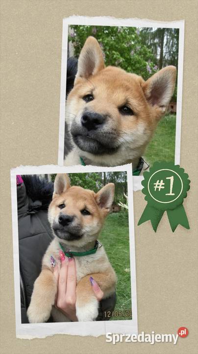 SHIBA INU Nowy miot przyjmujemy zamówienia Bychawka Trzecia sprzedam