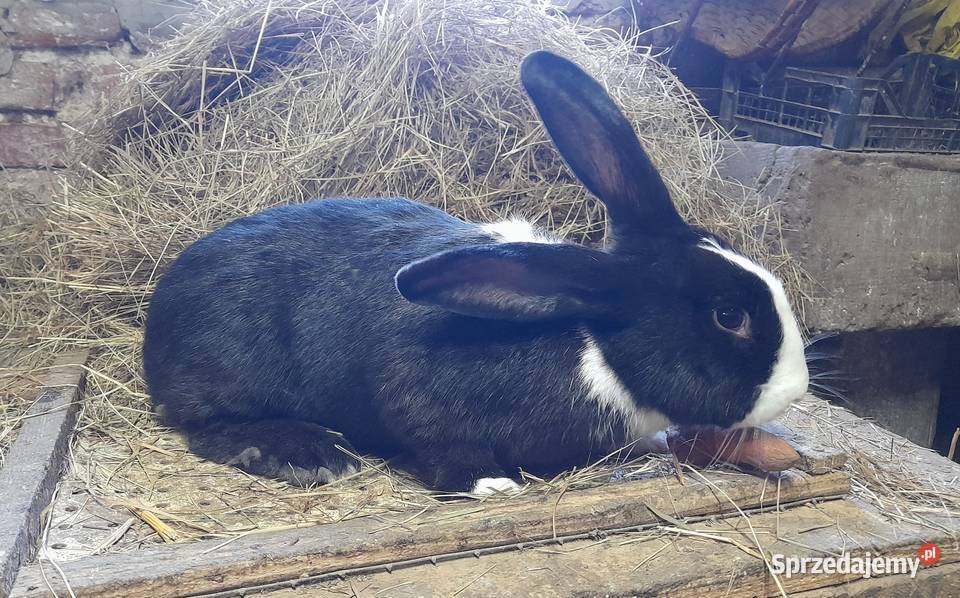 Króliki roczne samice i samce Wojaszówka
