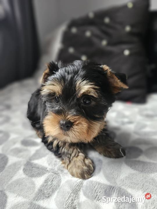 Chłopak Yorkshire Terrier Wyprawka Chip śląskie Częstochowa sprzedam