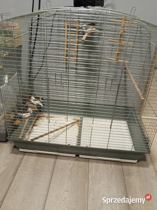 Sprzedam ptaszki zeberki z klatką
