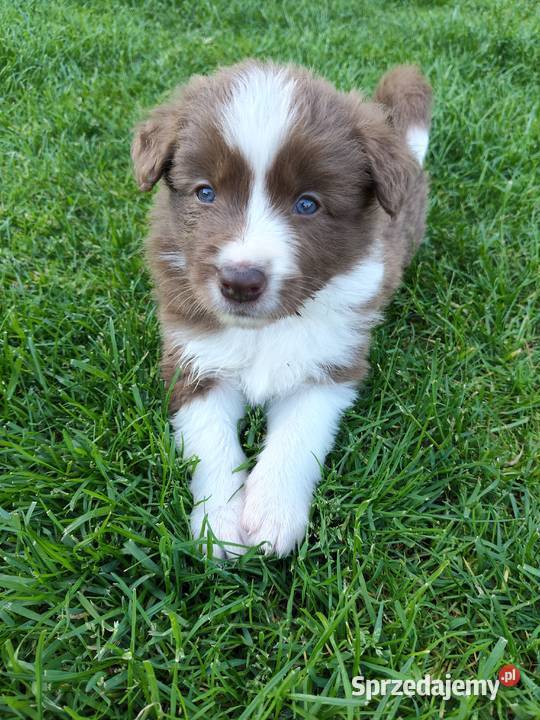 Szczeniak Border Collie ZKwP FCI