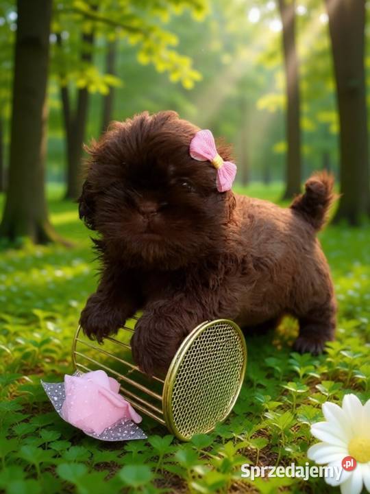 Przepiękna czekolada suczka rasy ShihTzu szuka Namysłów