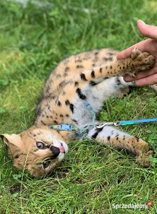 Piękny młody Serwal Afrykański Leptailurus