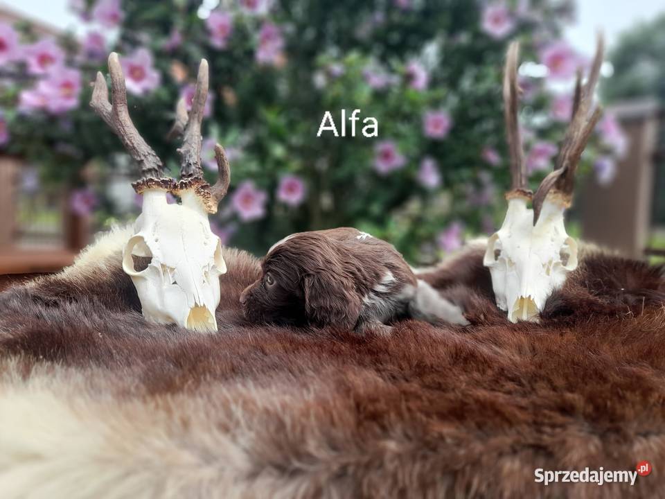 Polski Spaniel Myśliwski