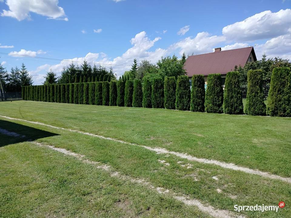 Przycinanie koron świerków i wycinka koszenie