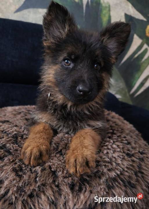 Owczarek Niemiecki długowłosy Sosnowo