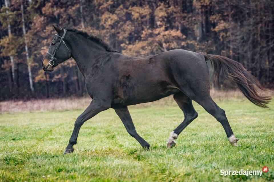 Klacz Wlkp ksiega główna Kamień Śląski