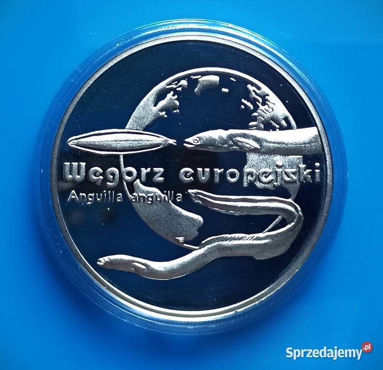 20 2003 Węgorz Europejski dolnośląskie