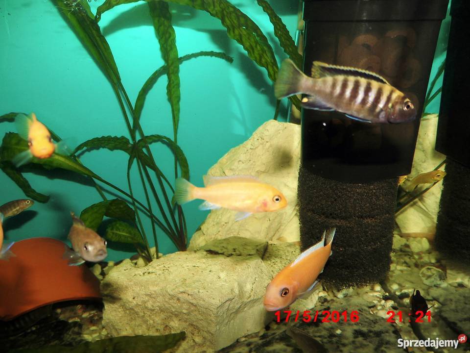 Pyszczaki Pseudotropheus Flavus Kraków