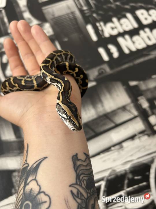 Pyton Birmański Classic 100 het Pied 50 albino