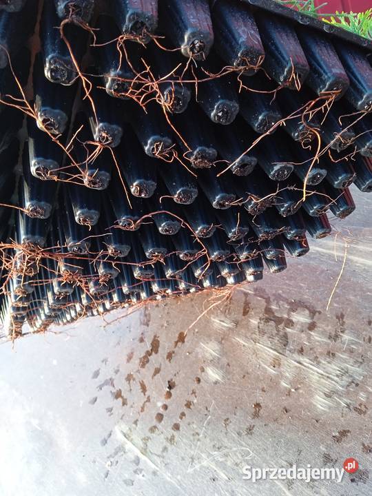 Tuja szmaragd multiplat