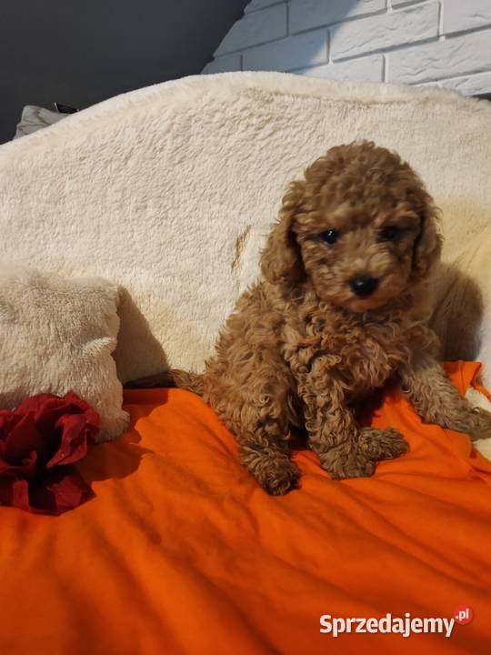 Pudelki toy ostatnia suczka Bolesławiec