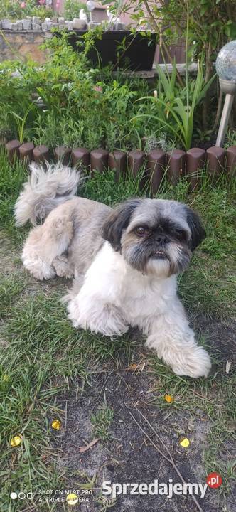 Reproduktor Shih Tzu Opole sprzedam