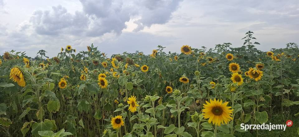 Słoneczniki ozdobne Lubelskie Lublin