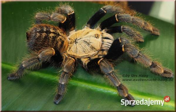 Rzadkie ptaszniki Kraków