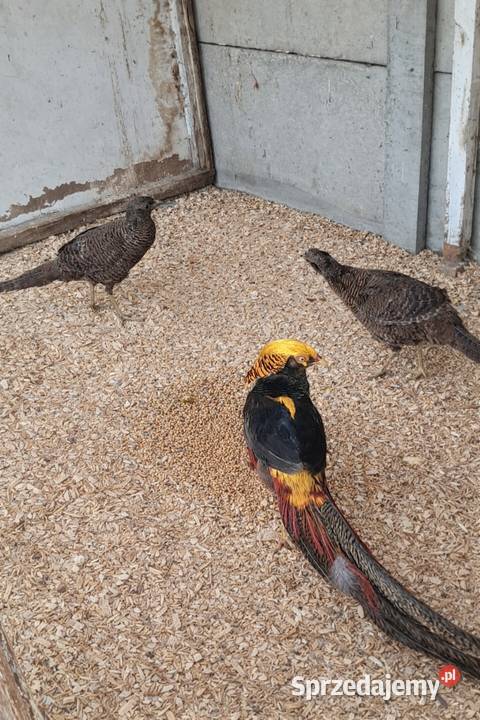 Bażanty złotoczarne Bochnia
