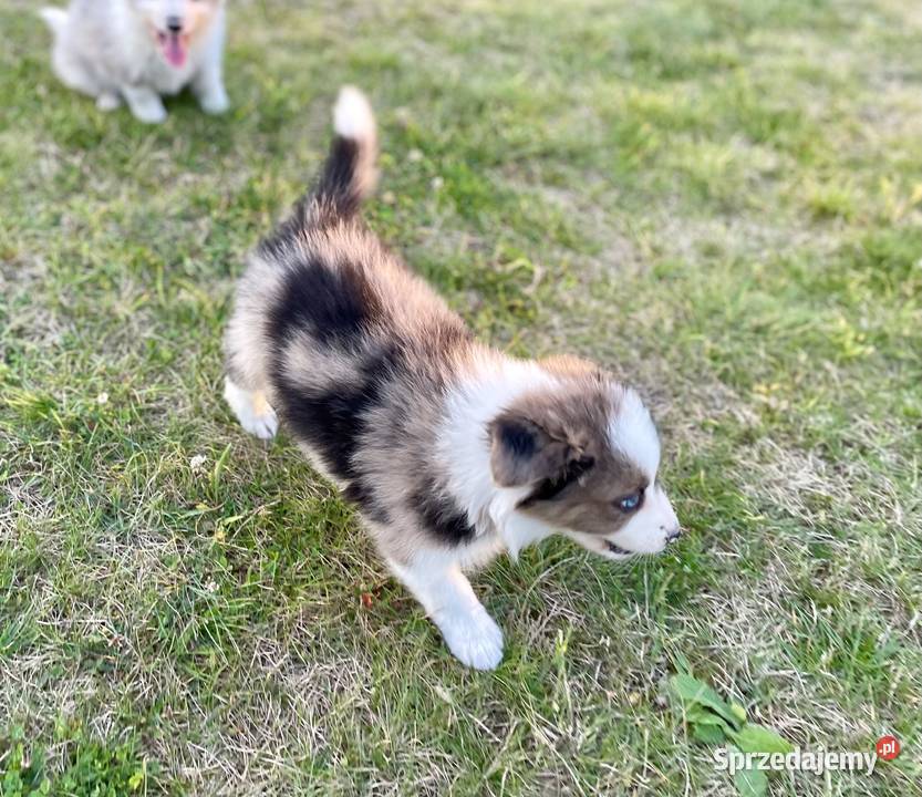 Border collie samiec piesek merle Ostrowiec Świętokrzyski