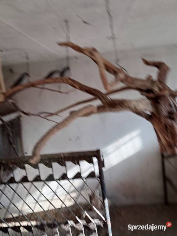 Sprzedam papugi barabandy aleksandrety zeberki Pińczów