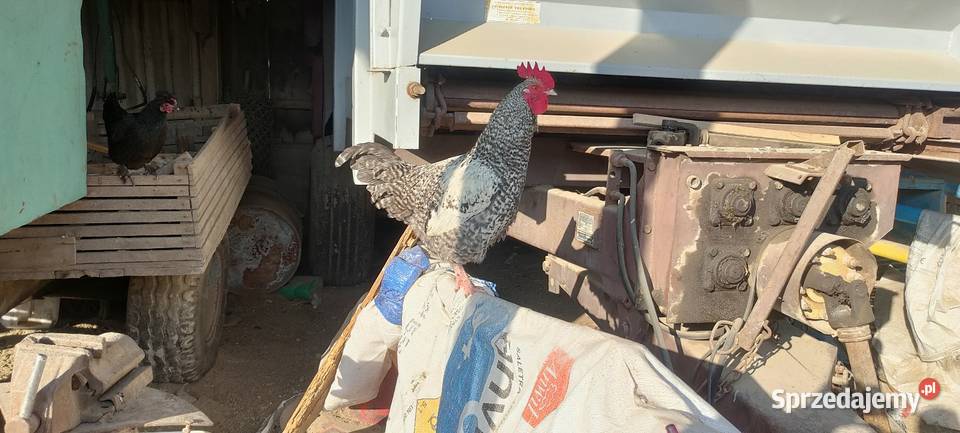 Sprzedam koguty z 25 roku Ptaki lubelskie Sobieska Wola Druga