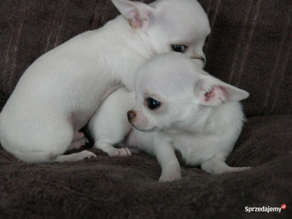 biały pies łat na imię ma o opolskie Brzeg