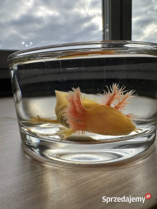 Axolotl Aksolotl Salamandra Meksykańska Kępno