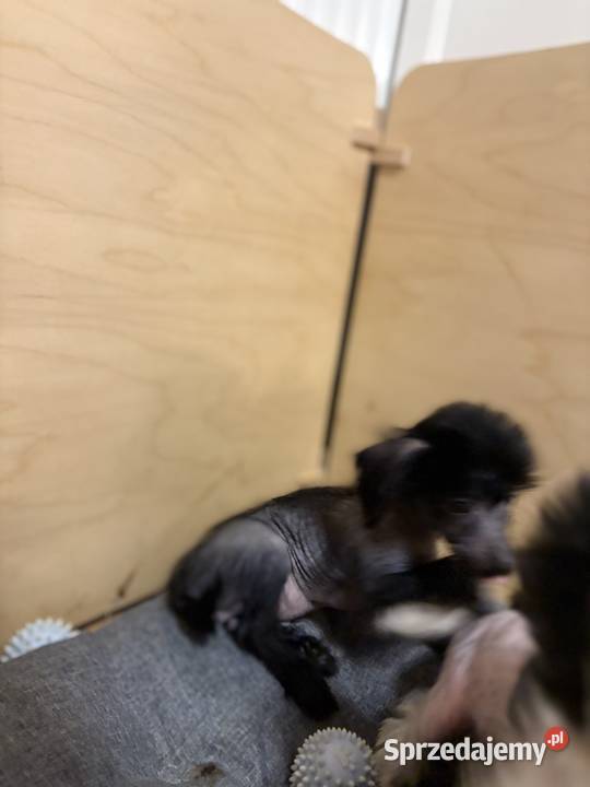 Grzywacz chiński xolo łysy łysy nagi Brzeg