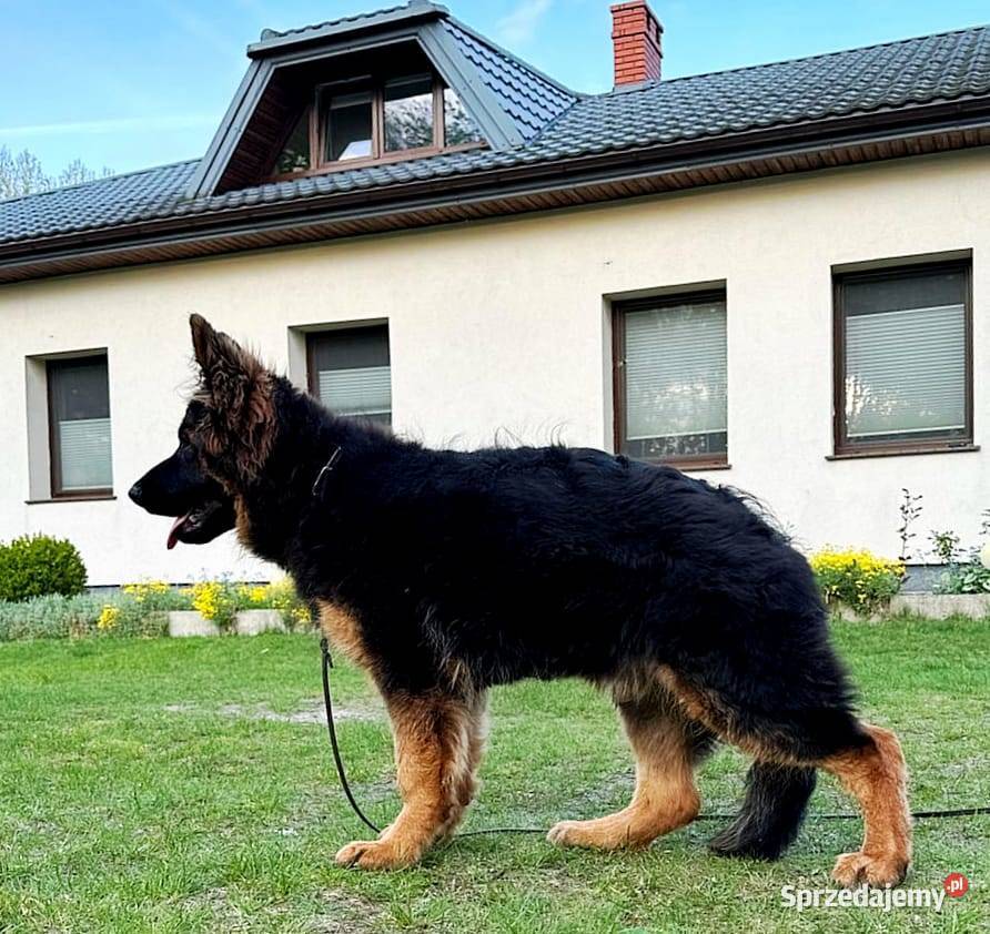 Owczarek niemiecki długowłosy szczenię FCI Poznań
