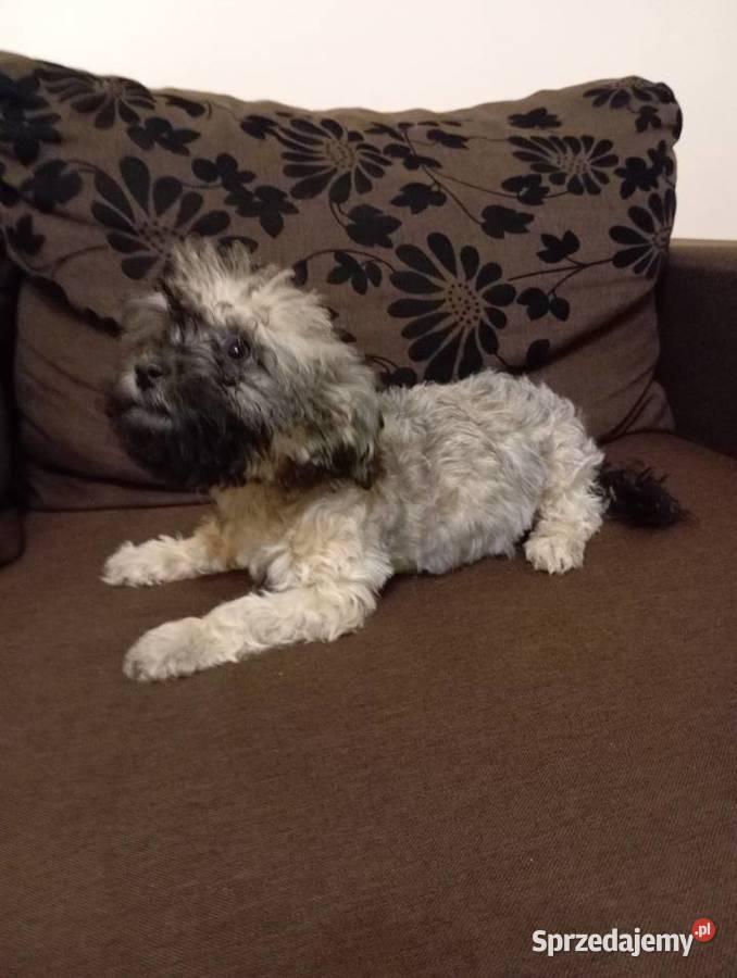 Sprzedam Sunię rasy Rosyjska Bolonka Kolorowa Środa Wielkopolska