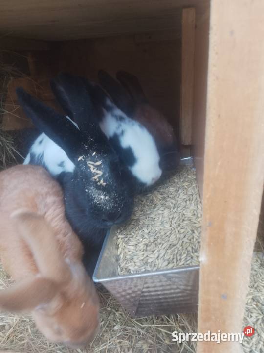 Króliki mieszańce Bytom