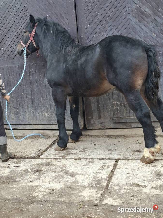 Sprzedam konia Huta Stara